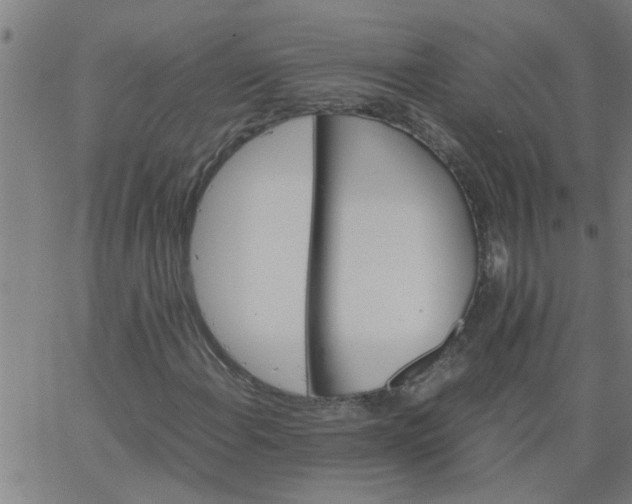 X0000066541108200603311838