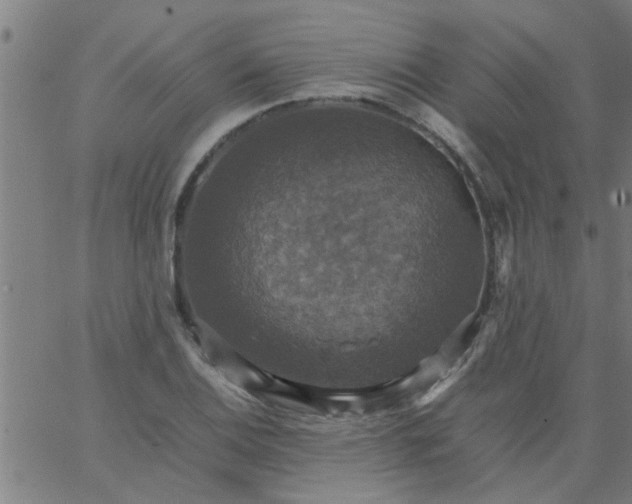 X0000066541124200603311838