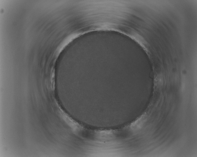 X0000066541126200603311838