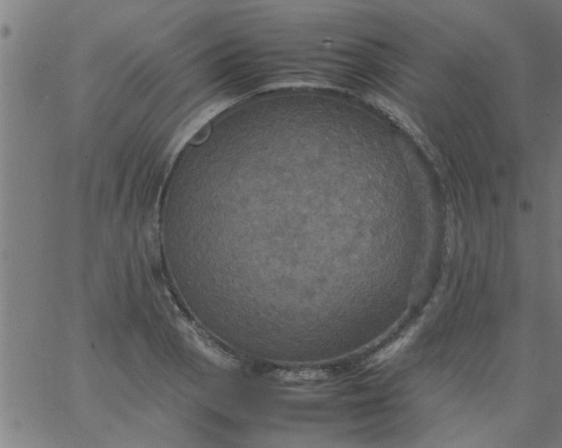 X0000066541129200603311838