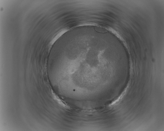 X0000066541137200603311838