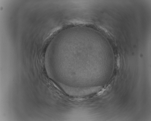 X0000066541157200603311838