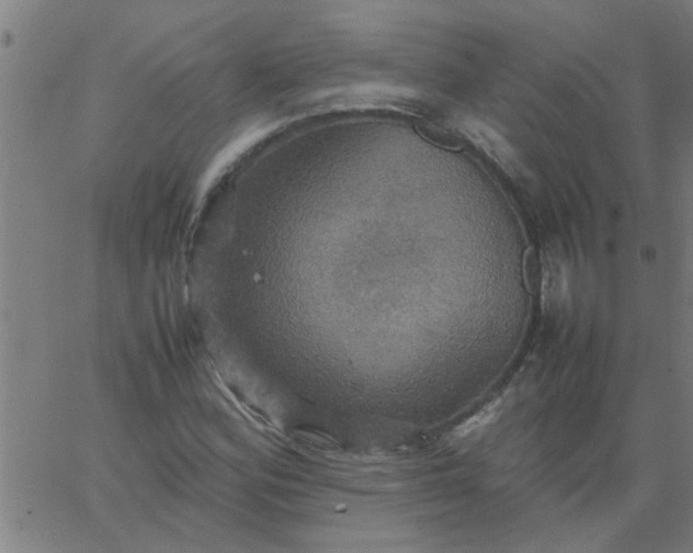 X0000066541164200603311838