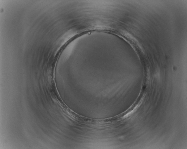 X0000066541170200603311837