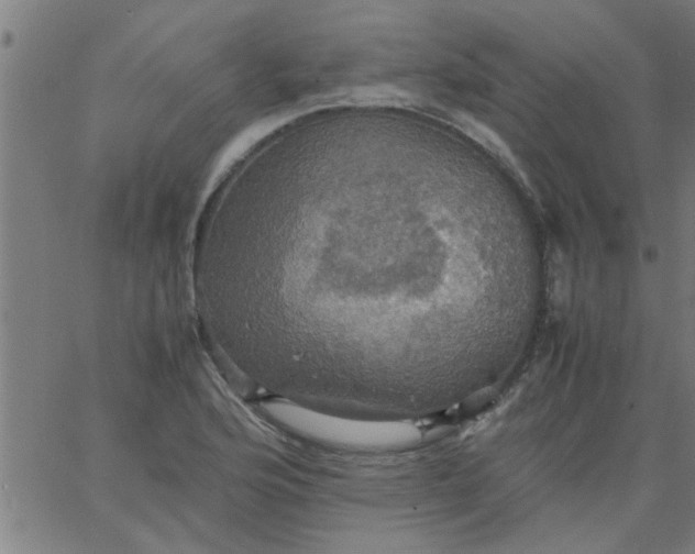 X0000066541176200603311837