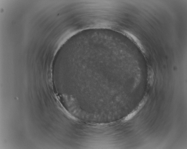 X0000066541184200603311837