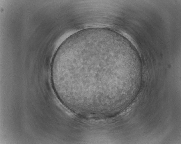 X0000066541187200603311837