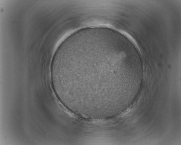 X0000066541191200603311837