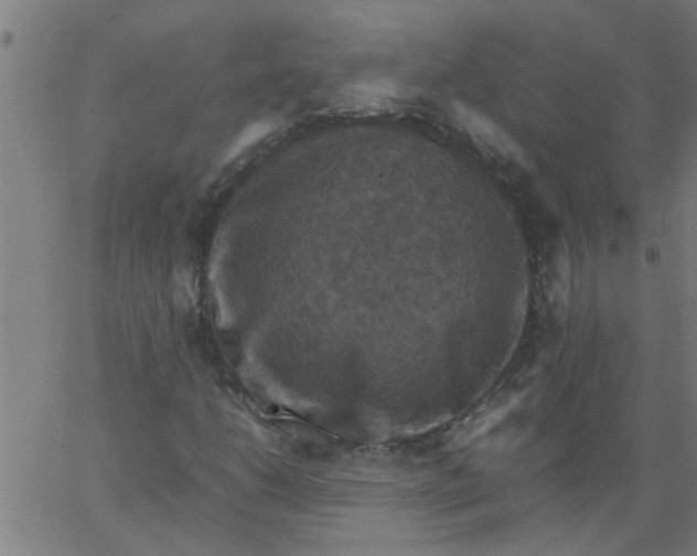 X0000066541206200603311836