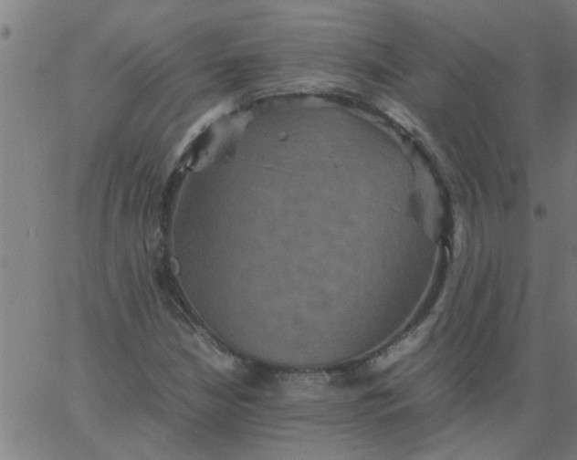 X0000066541210200603311836