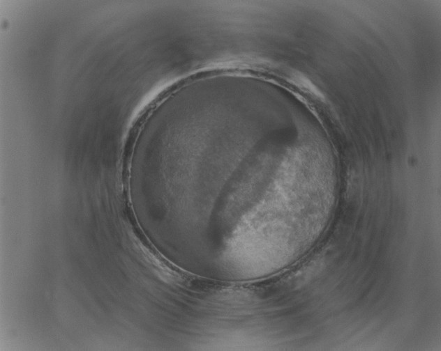 X0000066541216200603311836