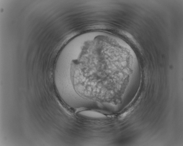 X0000066541225200603311837