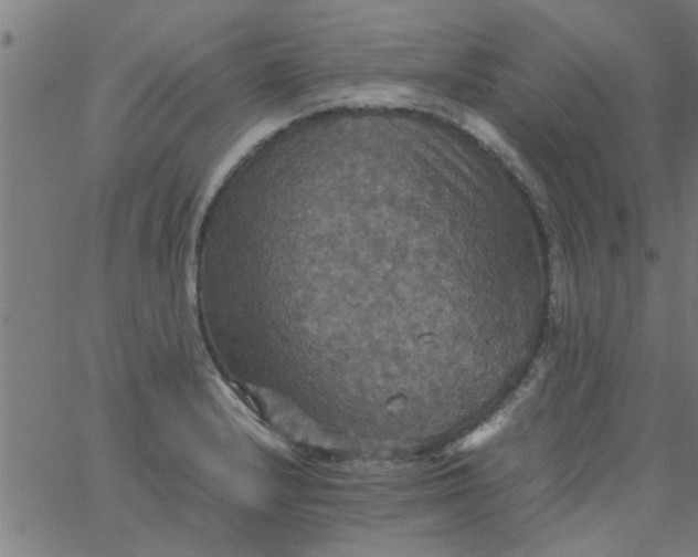 X0000066541232200603311837