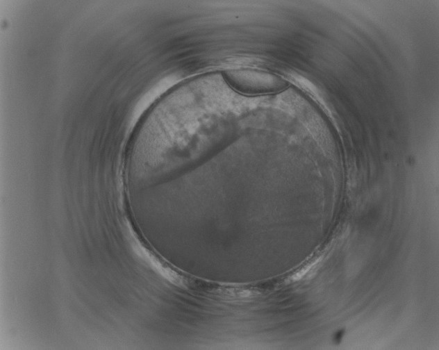 X0000066541235200603311837