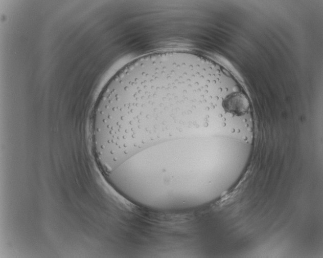 X0000066541243200603311837