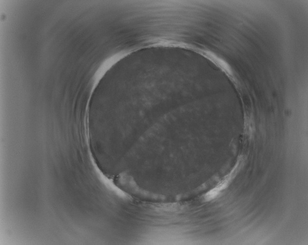 X0000066541247200603311837