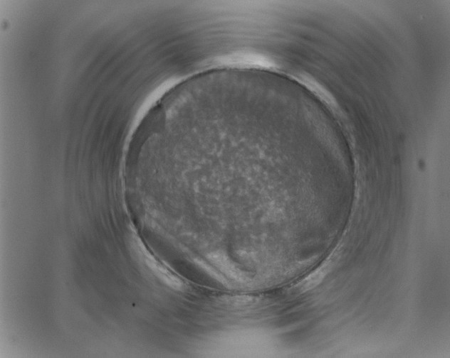 X0000066541248200603311837