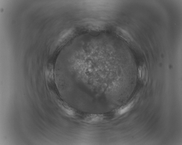 X0000066541251200603311836