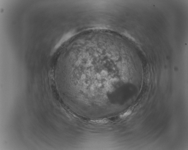 X0000066541255200603311836