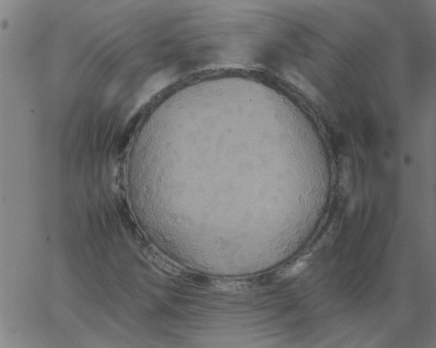 X0000066541258200603311836