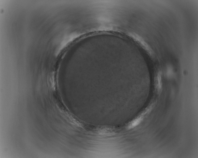 X0000066541262200603311836