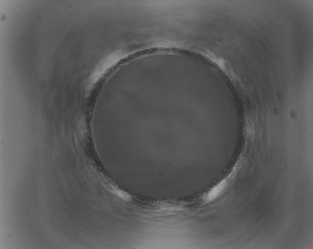 X0000066541263200603311836