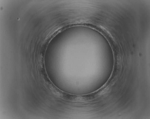 X0000066541265200603311836