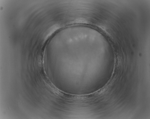 X0000066541266200603311836