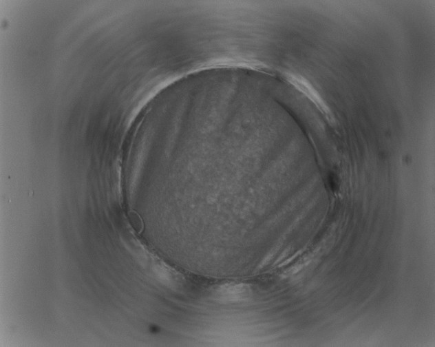 X0000066541268200603311836