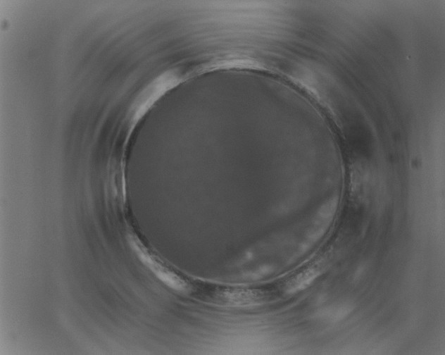 X0000066541274200603311836