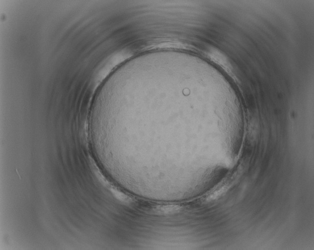 X0000066541282200603311836