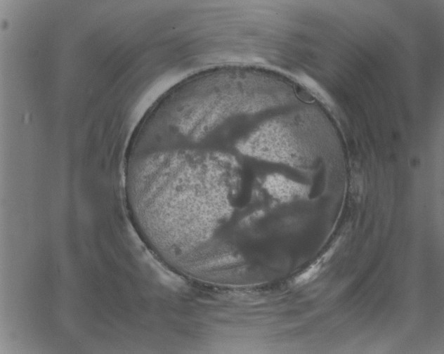 X0000066541287200603311836