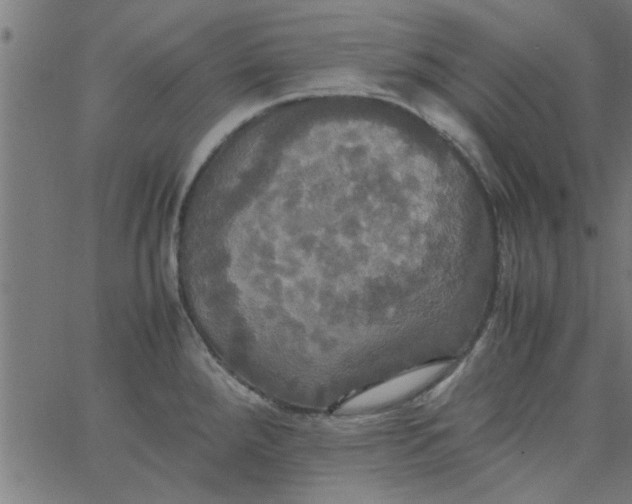 X0000066541288200603311836