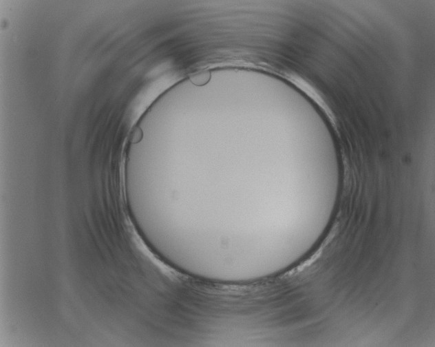 X0000066541290200603311836