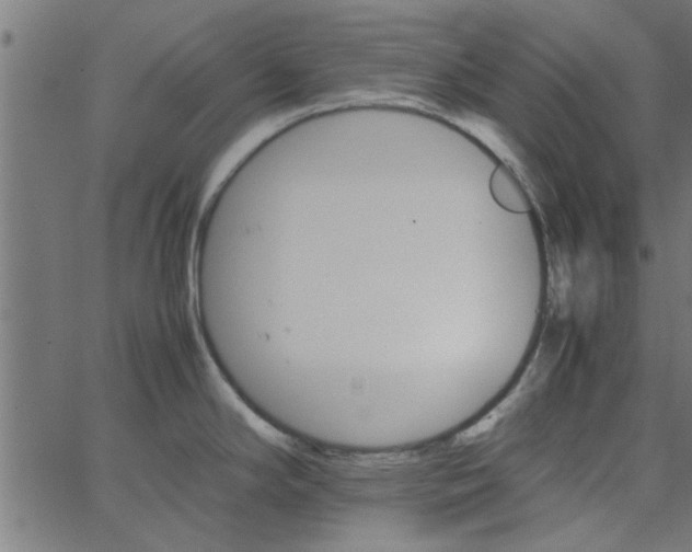 X0000066541294200603311835