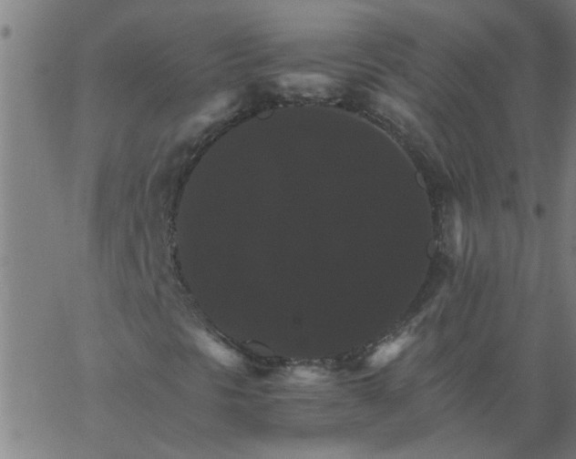 X0000066541297200603311835