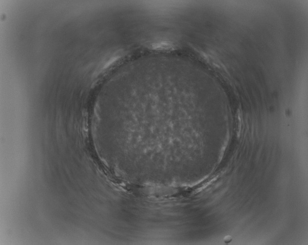 X0000066541301200603311835