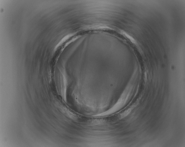 X0000066541306200603311835