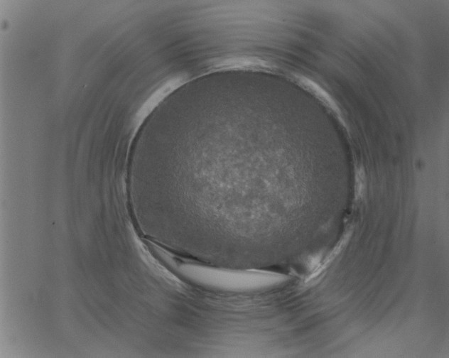 X0000066541330200603311835