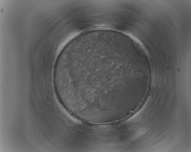 X0000066541333200603311835