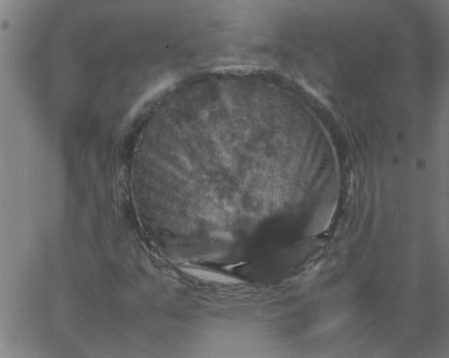 X0000066541351200603311835