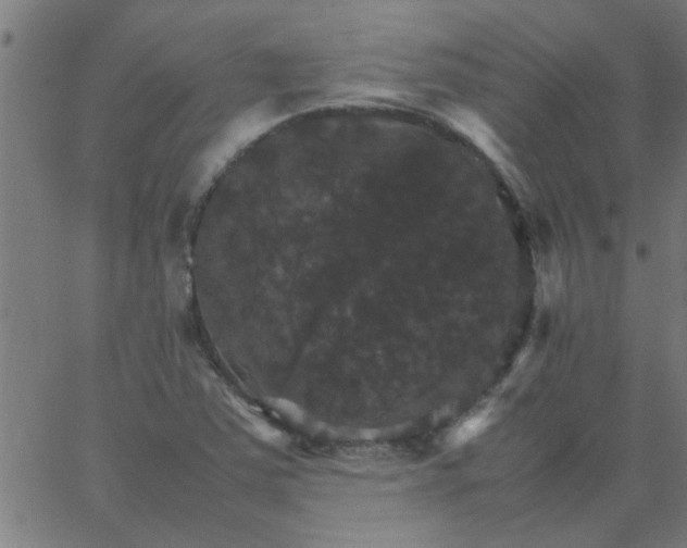 X0000066541363200603311834