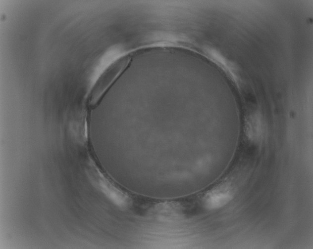 X0000066541368200603311834