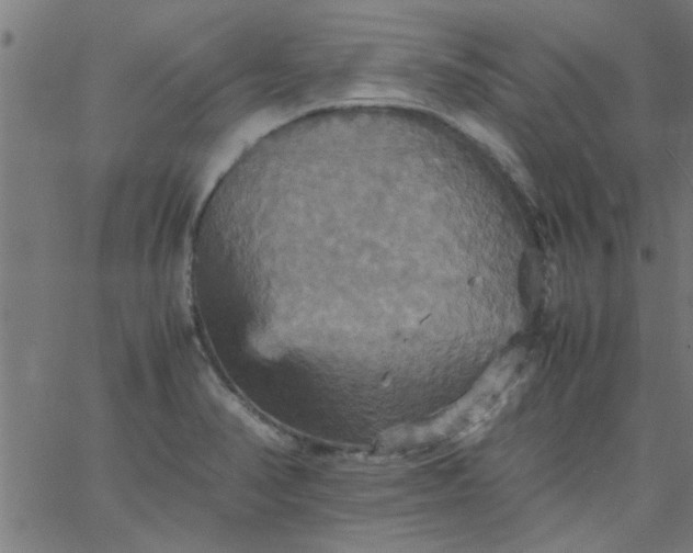 X0000066541374200603311834