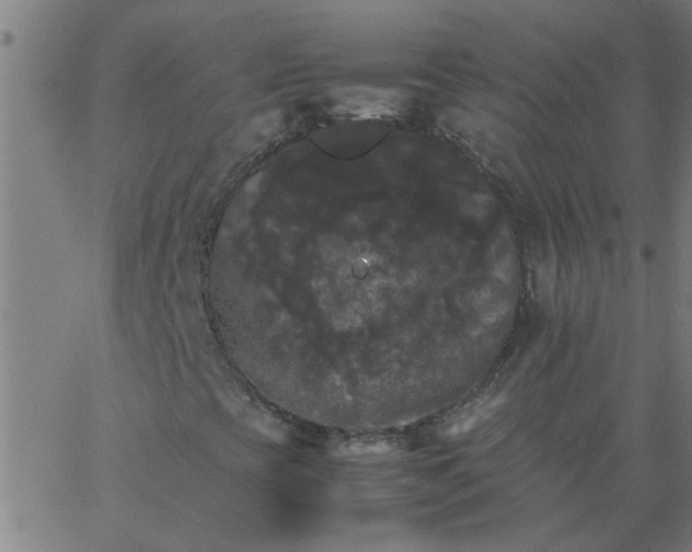 X0000066541393200603311833