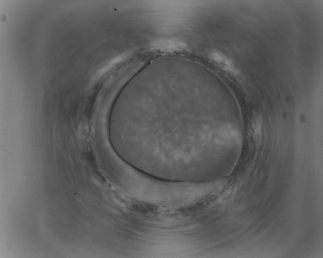 X0000066541398200603311833