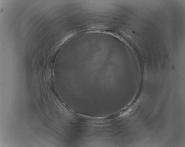 X0000066541401200603311833