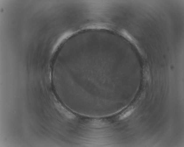 X0000066541408200603311833