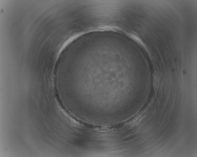 X0000066541412200603311833