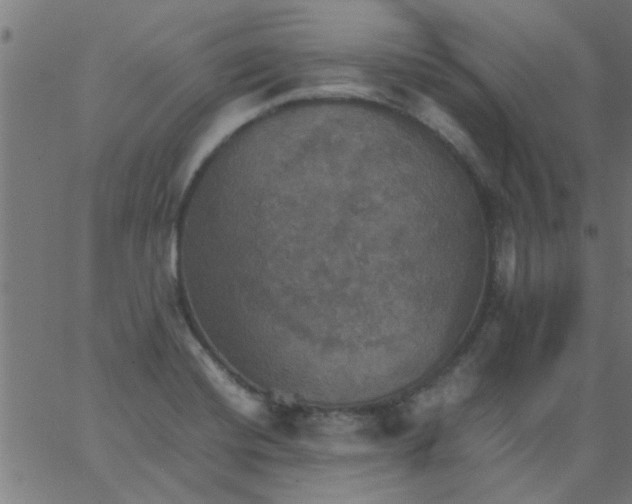 X0000066541420200603311834